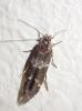 Mompha sp.